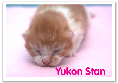 Yukon Stan.jpg
